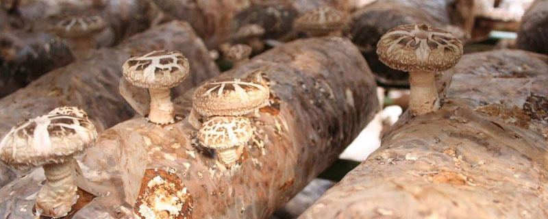 香菇最新科學種植技術，各環節均有，超詳細超全面