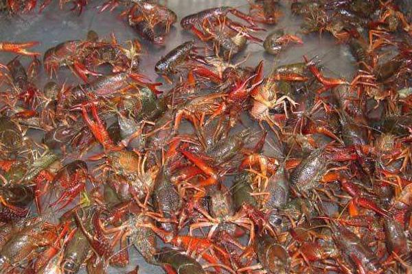 龍蝦養殖成本利潤大嗎