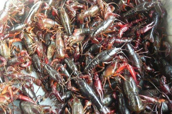 龍蝦養殖成本利潤大嗎