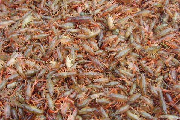 龍蝦養殖成本利潤大嗎