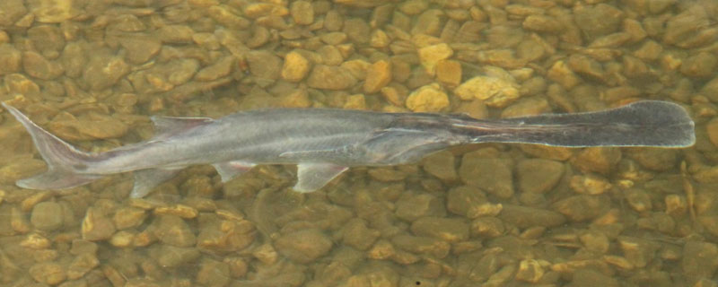 養殖鴨嘴魚的技術和條件，單養混養都需搭配白鰱