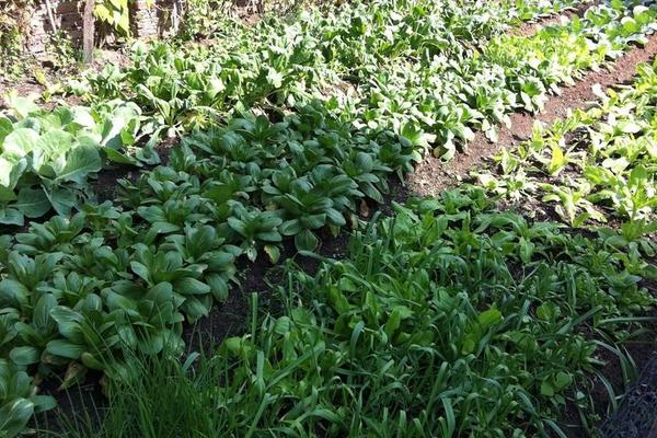 三月種植什么菜