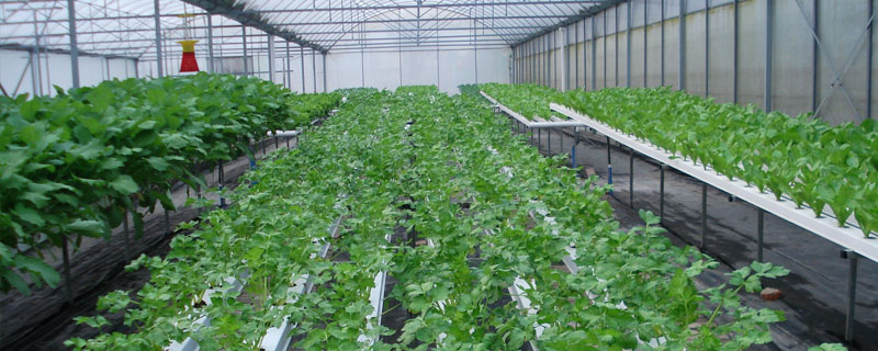 現(xiàn)在大棚適合種植什么？各大蔬菜水果皆可大棚種植