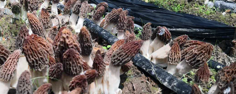 羊肚菌怎么種 羊肚菌種植技術