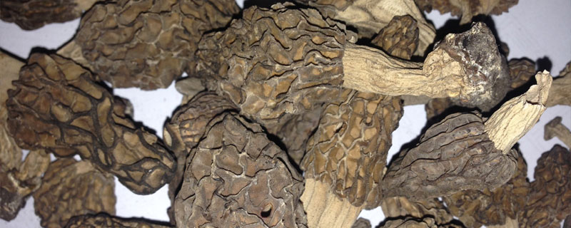 羊肚菌的功效與作用及禁忌 羊肚菌的營養價值