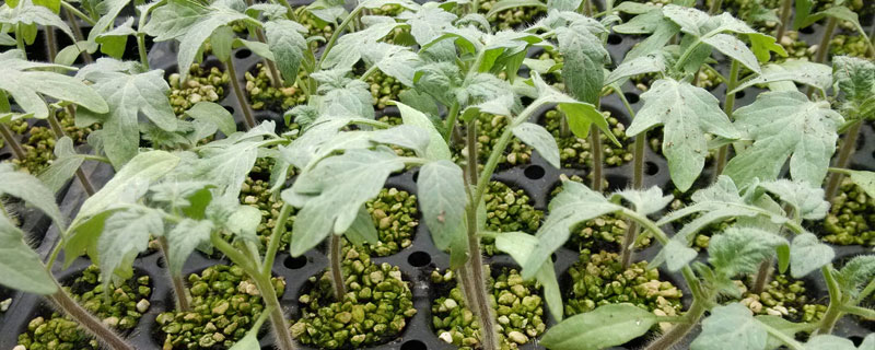 西紅柿什么時候育苗？一般在1月左右進行育苗