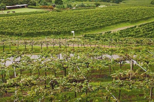 葡萄萌芽期施什么肥