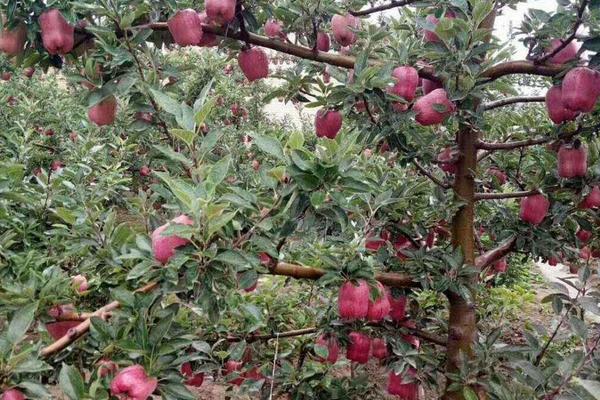 硝酸磷鉀肥如何使用