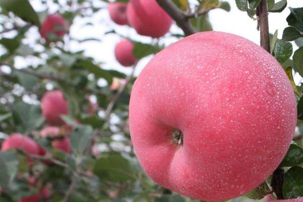 硝酸磷鉀肥如何使用