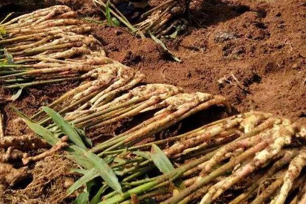 姜種用什么藥消毒