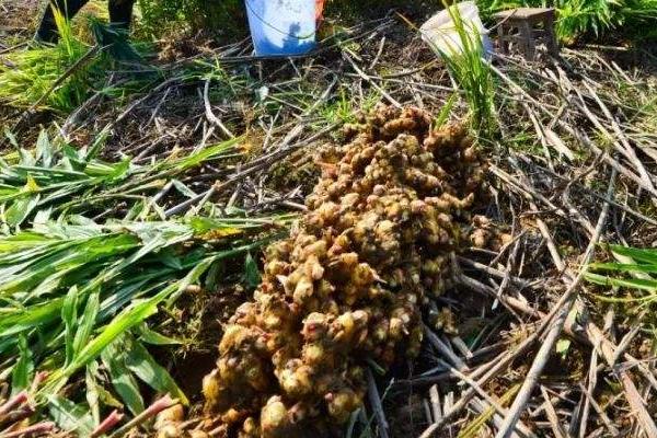 姜種用什么藥消毒