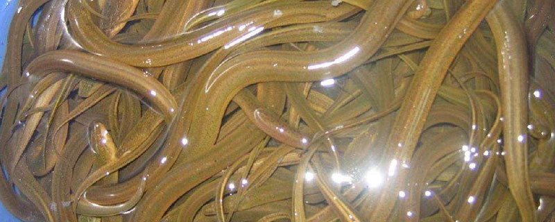 黃鱔養(yǎng)殖成本，鱔苗和餌料開(kāi)支最大