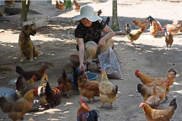 雞屎肥的功效與作用