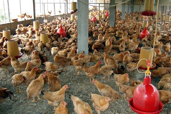 雞屎肥的功效與作用