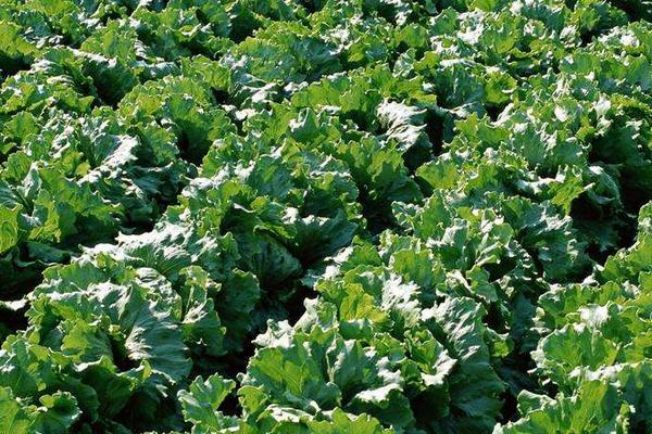 尿甲醛復合肥有何好處