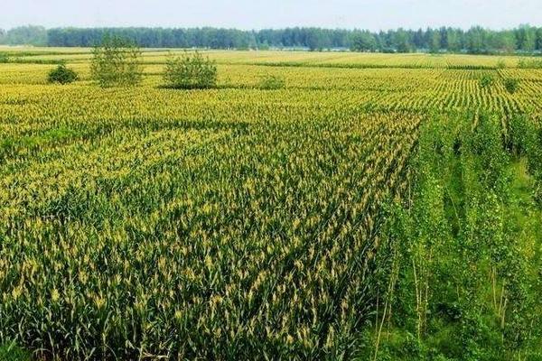 尿甲醛復合肥有何好處