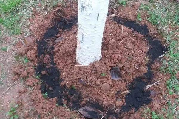 果樹施肥時間和方法