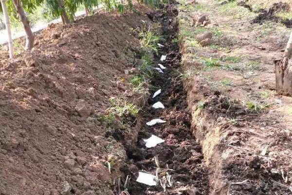 果樹施肥時間和方法