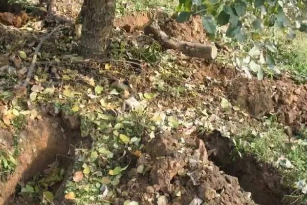 果樹施肥時間和方法