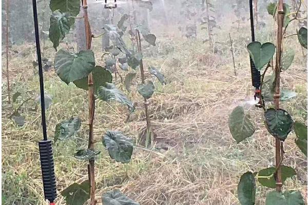 果樹施肥時間和方法