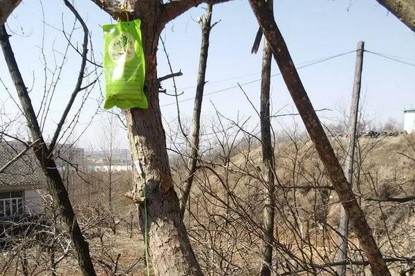 果樹施肥時間和方法