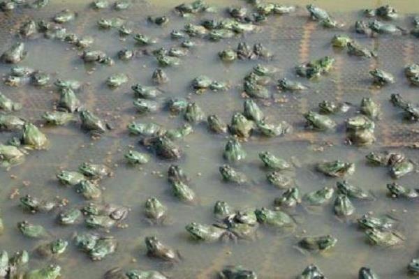 牛蛙的飼料投喂