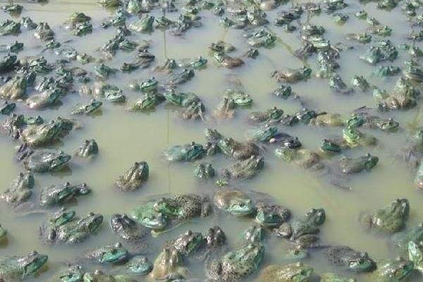 牛蛙的飼料投喂