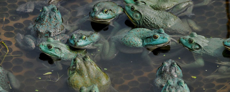 牛蛙的飼料投喂，以動物性飼料為主，蝌蚪期與成蛙階段有所不同