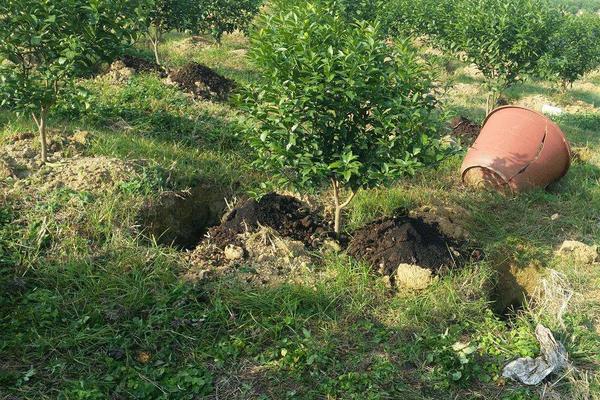 果樹施肥時間和方法