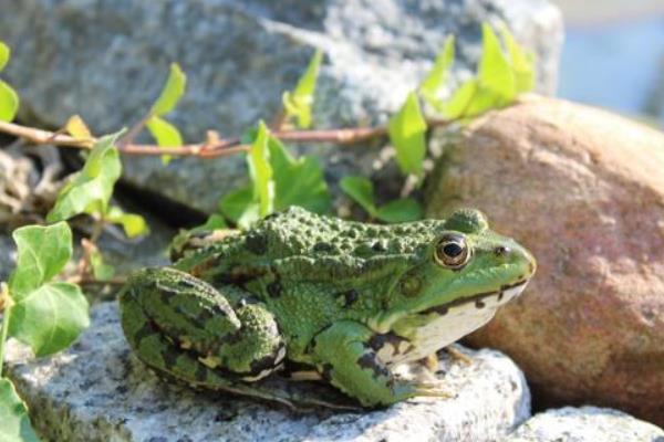 養(yǎng)青蛙喂什么