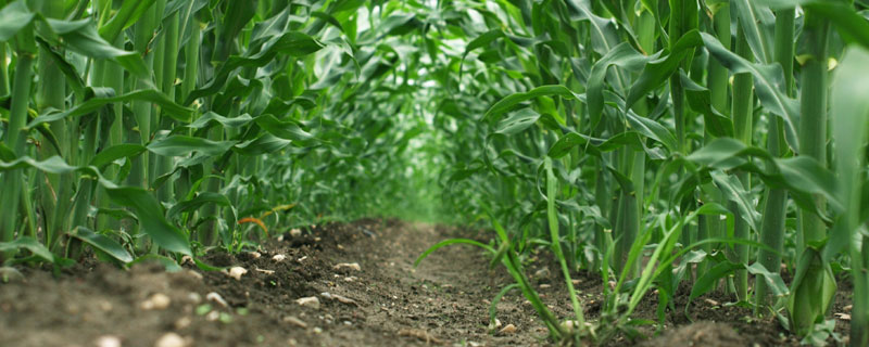 福美雙的作用，可有效防治果樹(shù)、蔬菜、糧食作物的常見(jiàn)病害