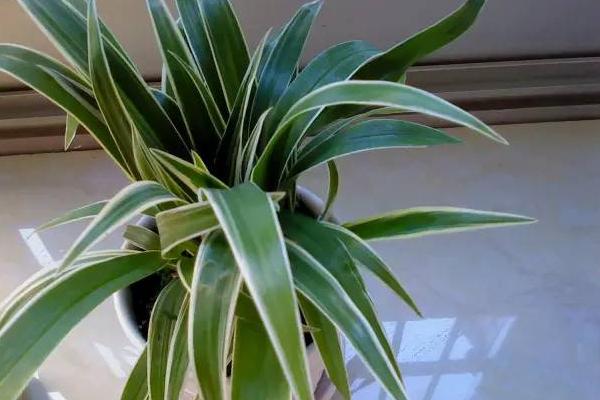 美人鐵的養殖方法