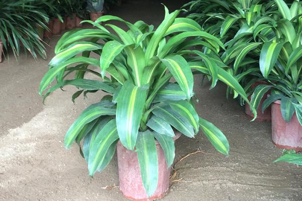 美人鐵的養殖方法