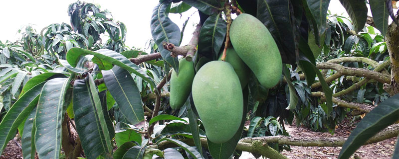 芒果怎么種?控制好密度,后期積極除雜草,科學(xué)合理施肥