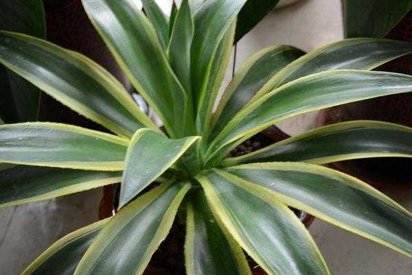 美人鐵的養殖方法