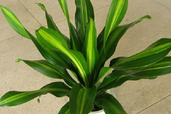 美人鐵的養殖方法