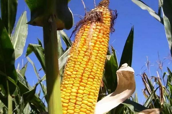 法爾利1010玉米品種