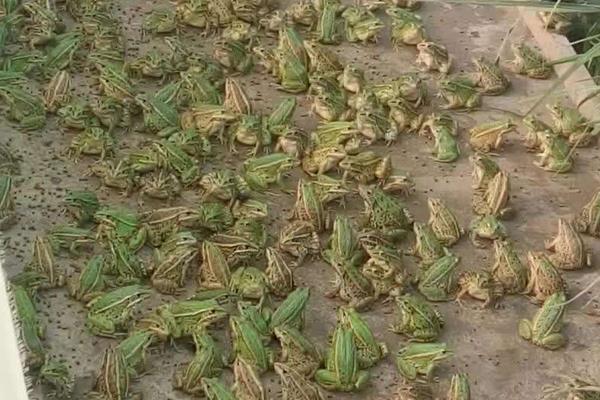 養(yǎng)青蛙喂什么