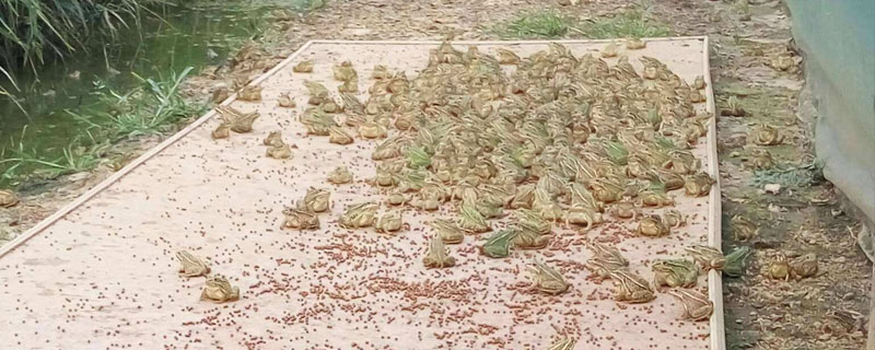 養(yǎng)青蛙喂什么?蝌蚪、幼蛙及成蛙階段餌料均有區(qū)別