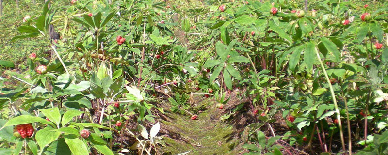 重樓的種植時間 重樓幾年可以收獲