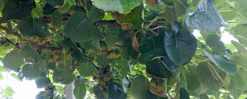 獼猴桃種植技術,合理修枝整形保證果實質量