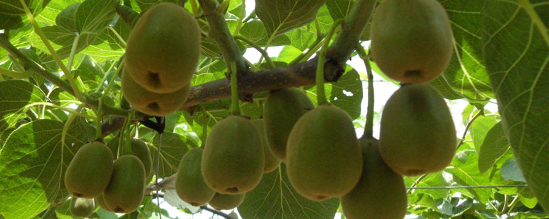 獼猴桃樹苗種植方法 獼猴桃樹北方能種植嗎