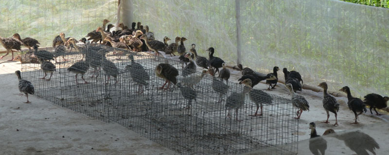 鵪鶉飼料配方,蛋用鵪鶉、肉用鵪鶉、蛋用種鶉及肉用種鶉各有各的不同