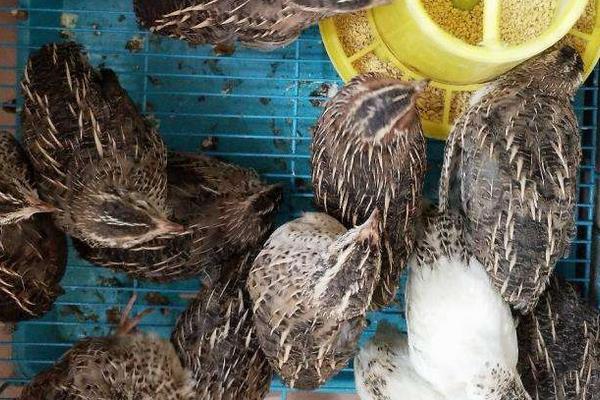 鵪鶉飼料配方，蛋用鵪鶉、肉用鵪鶉、蛋用種鶉及肉用種鶉各有各的不同