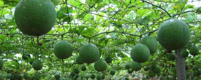 種植瓜蔞失敗了，種植技術和田間管理需加強