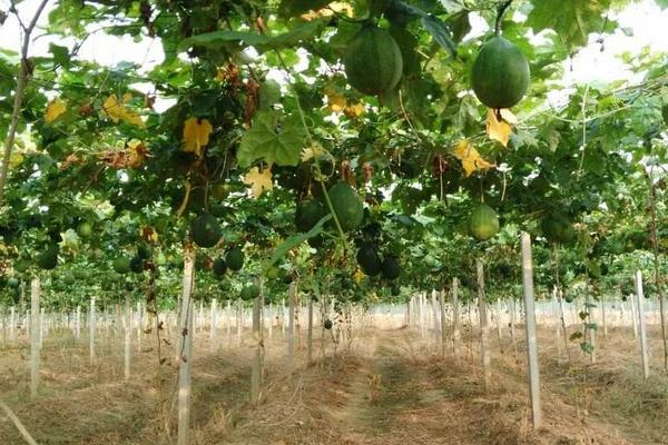 種植瓜蔞失敗了，種植技術和田間管理需加強