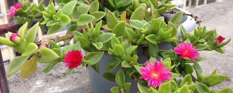 玫瑰吊蘭的養殖方法和注意事項,合理澆水,正確施肥