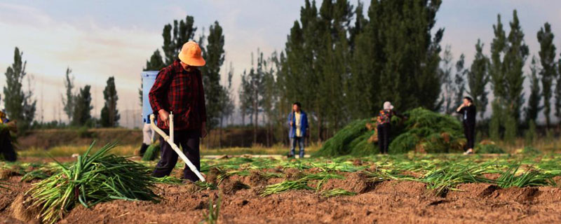 有機(jī)磷中毒洗胃液首選，2%-4%濃度的碳酸氫鈉
