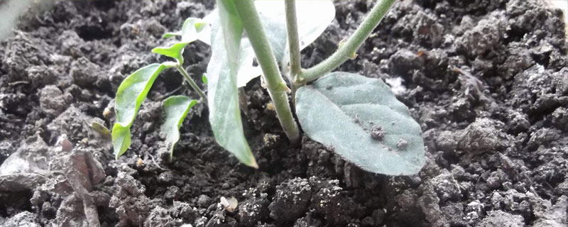 二胺養花使用技巧，不可過量使用，盡可能深施