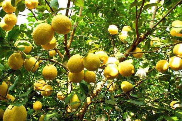 檸檬怎么種